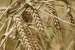 Sᵊorim – 6-rowed barley; Horedeum sativum